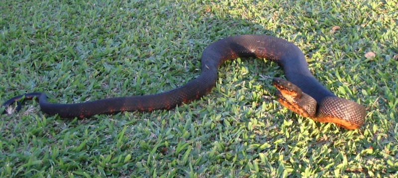 Black morph whole body