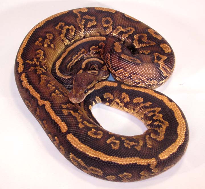 Black Pastel Yellow Belly