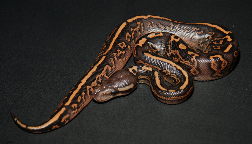 Black Pastel Yellow Belly