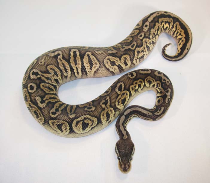 Black Pewter pic 1
