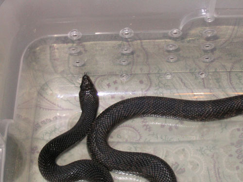Black Pine - female