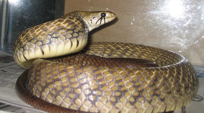 Black Tail Cribo