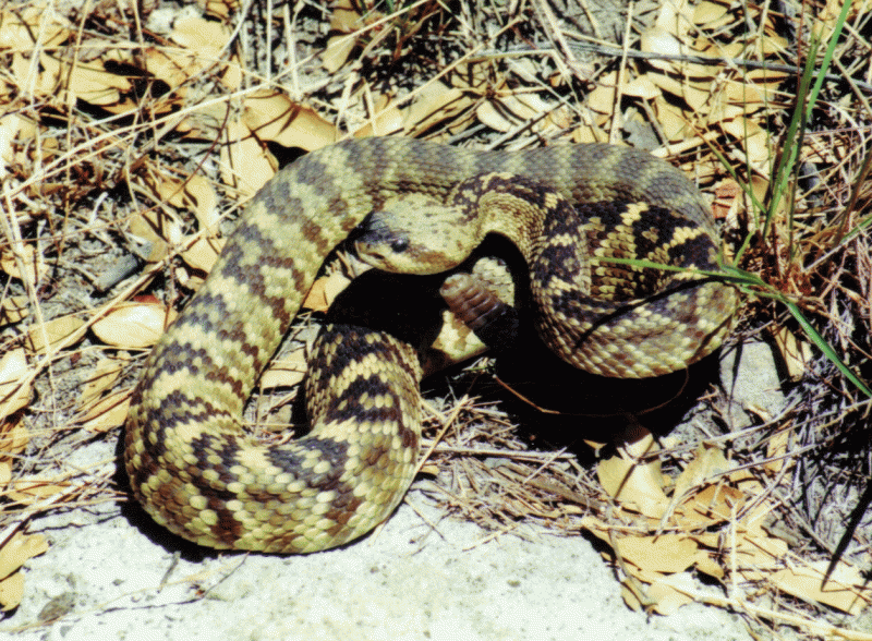 Black-Tailed Rattlesnake