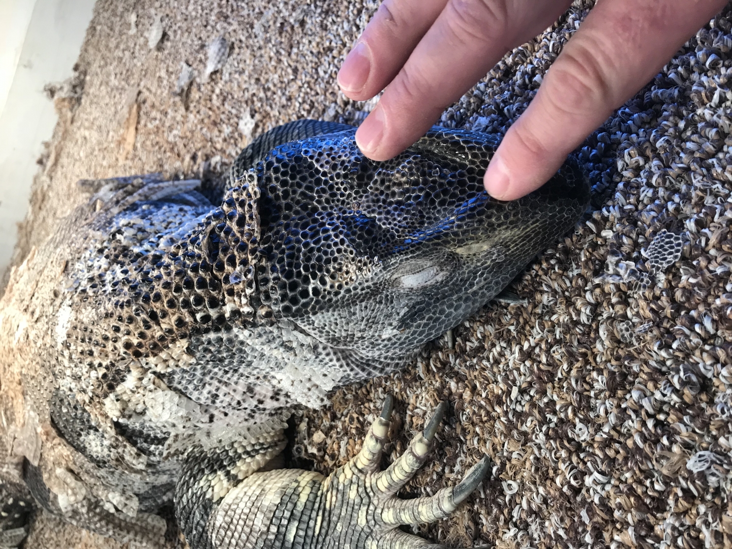 Black Throat Monitor