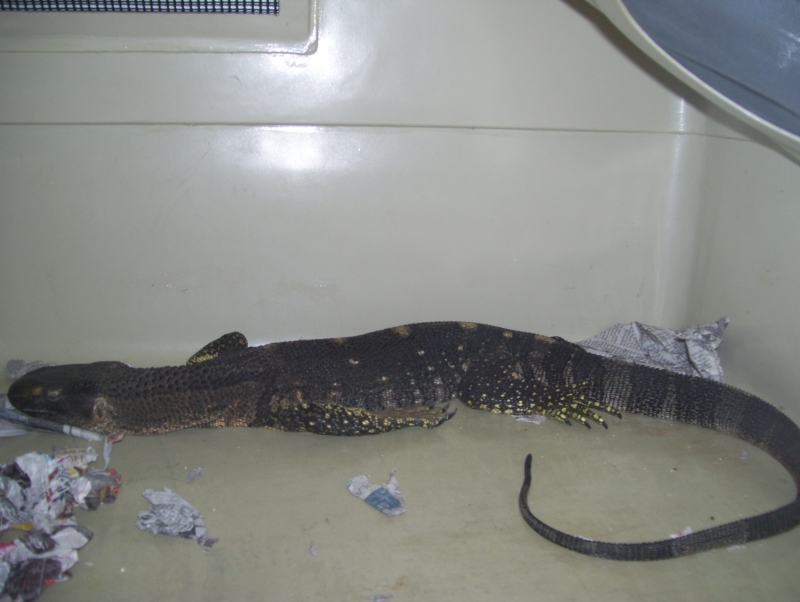 black throat monitor