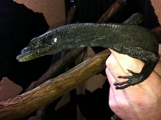 Black Tree Monitor Pair -Female
