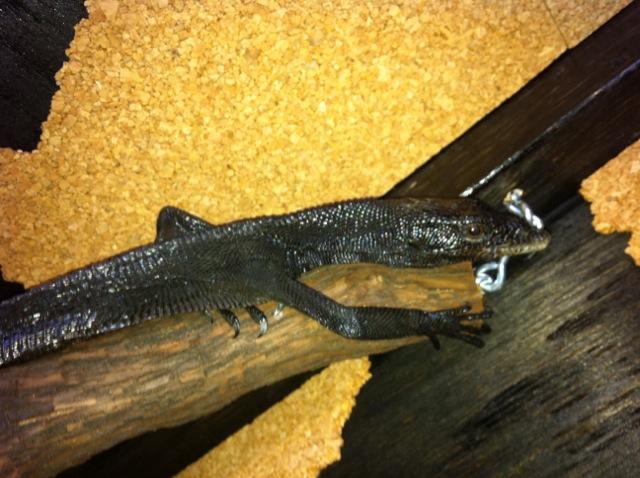 Black Tree Monitor Pair -Male