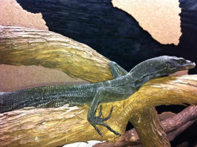 Black Tree Monitor Pair -Male
