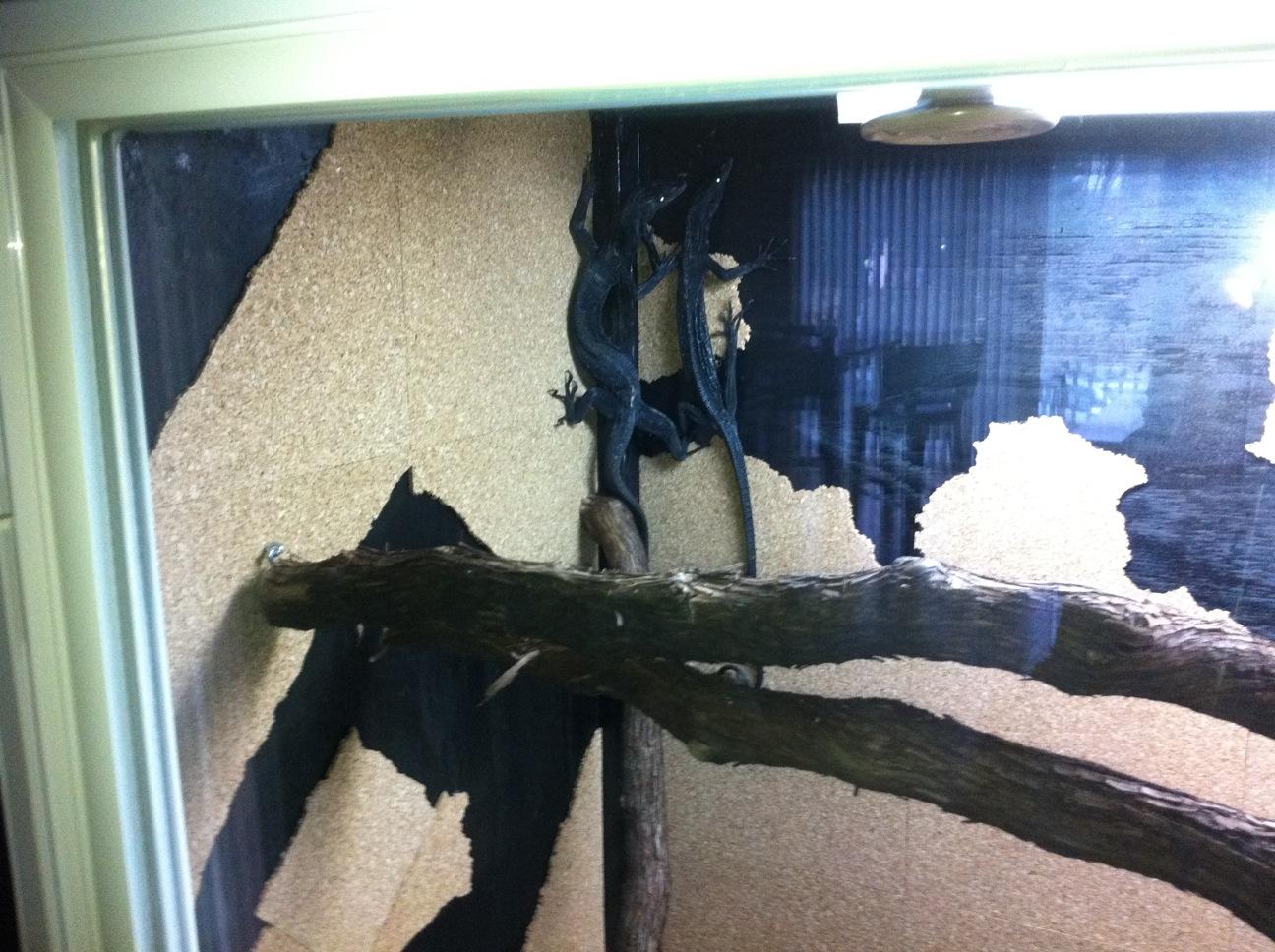 Black Tree Monitor Pair