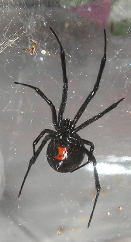 Black widows