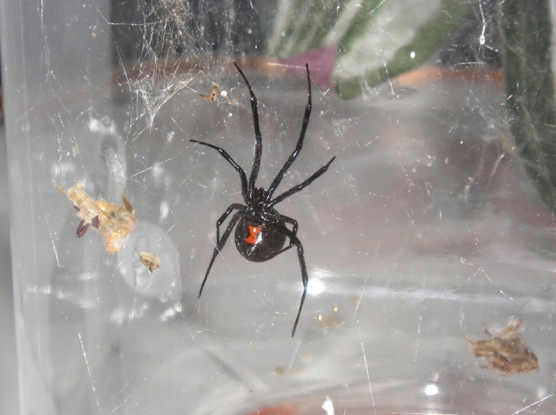 Black widows