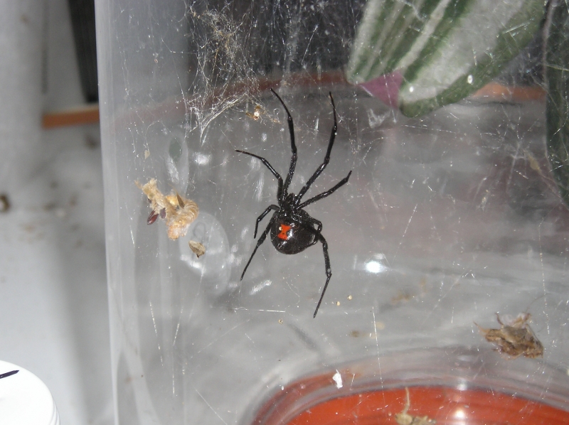 Black widows