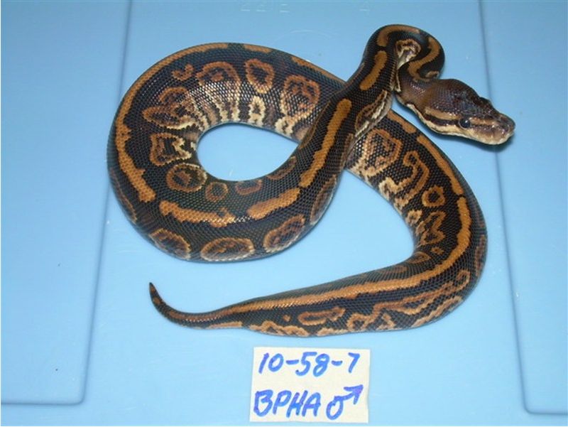 black_pastel_het_albino