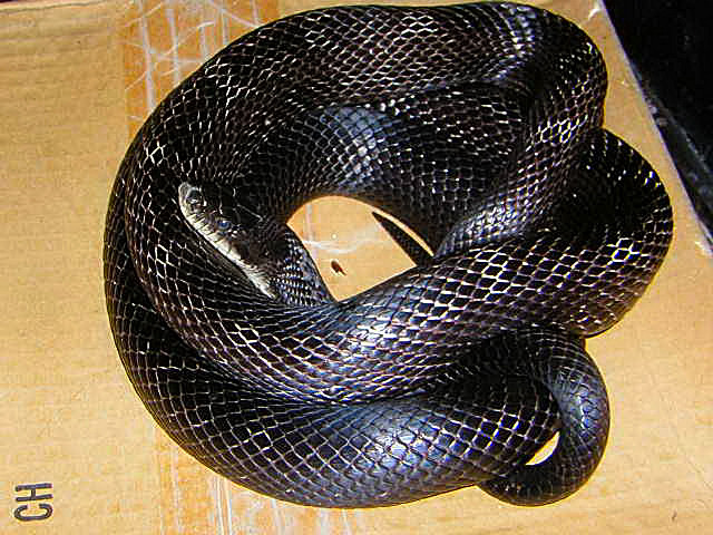 blackrat_male_sm