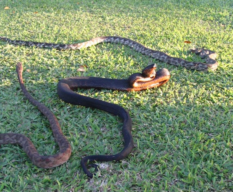 Bleack, Grey and Brown morphs of Fiji Boa