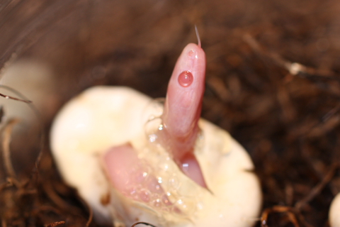 Blizzard Blood Hatchlings