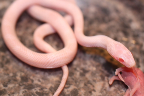 Blizzard Blood Hatchlings