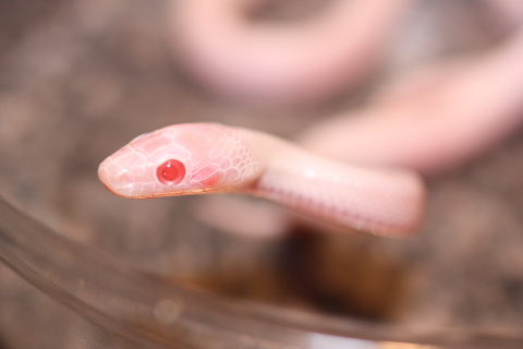 Blizzard Blood Hatchlings