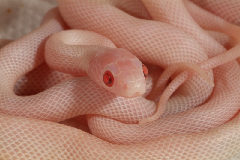 Blizzard Corn