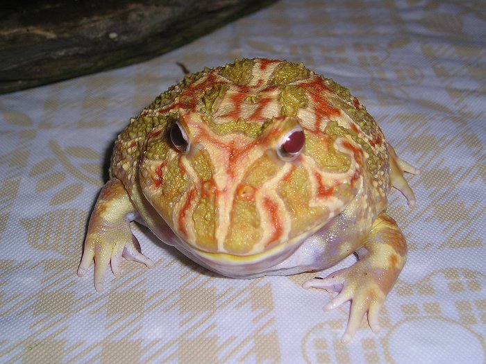 Blob