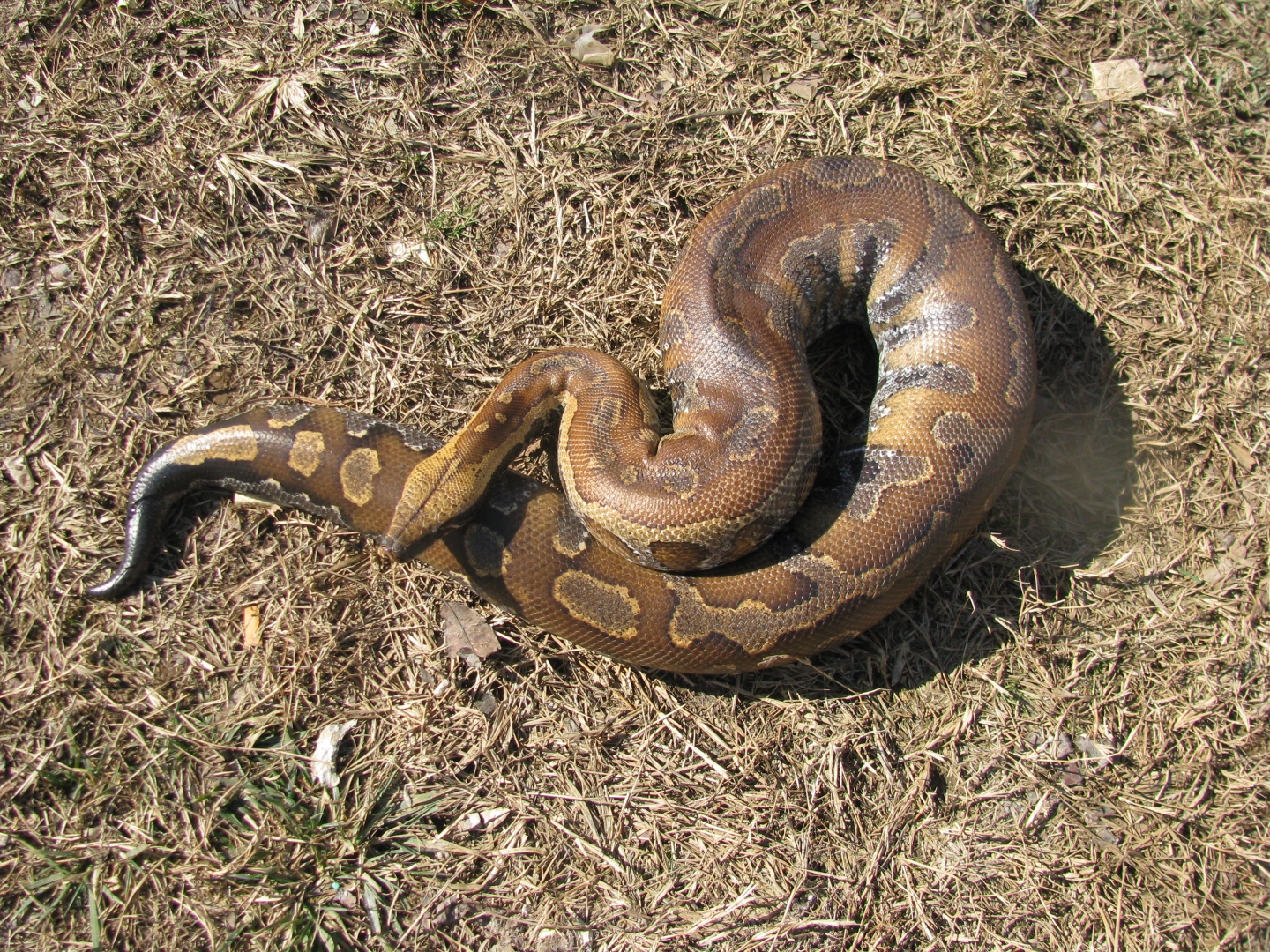 Bloid Python outside