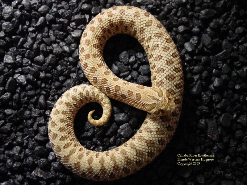 blonde phase western hognose
