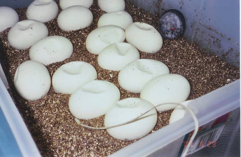 blood eggs