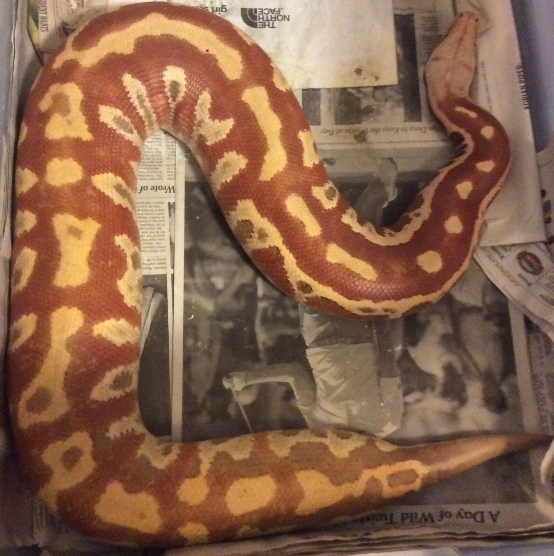 Blood pythons
