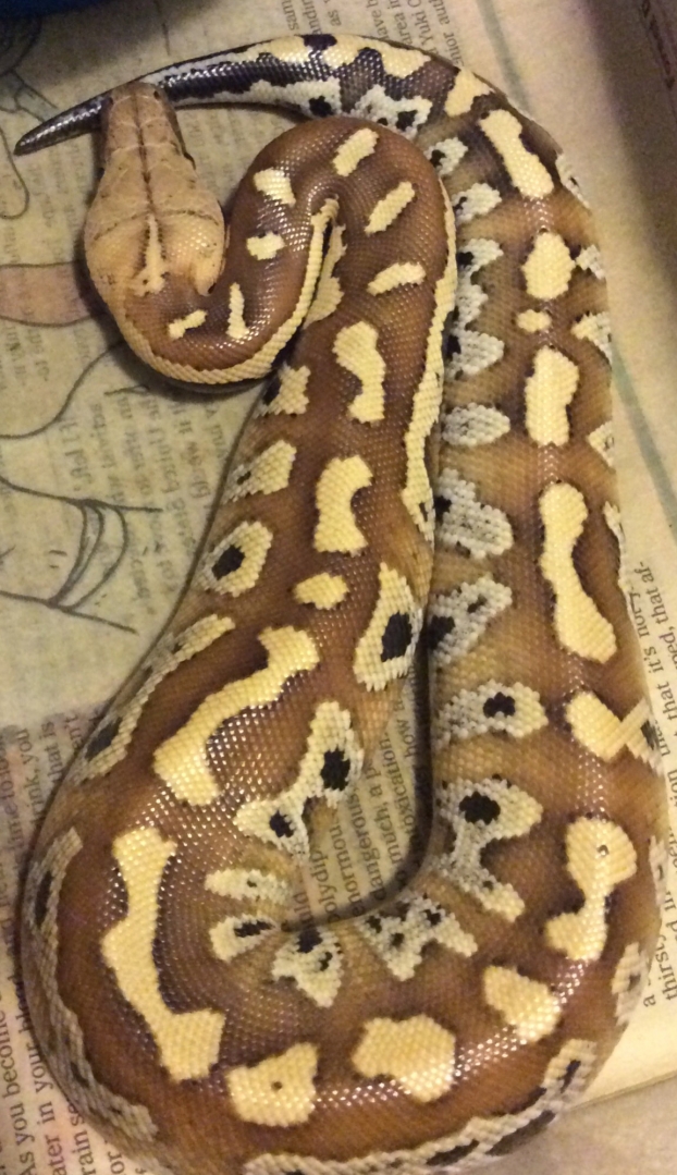 Blood pythons