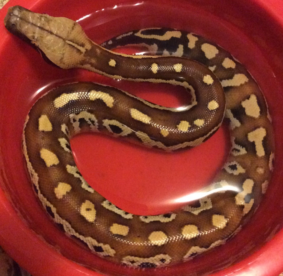 Blood pythons