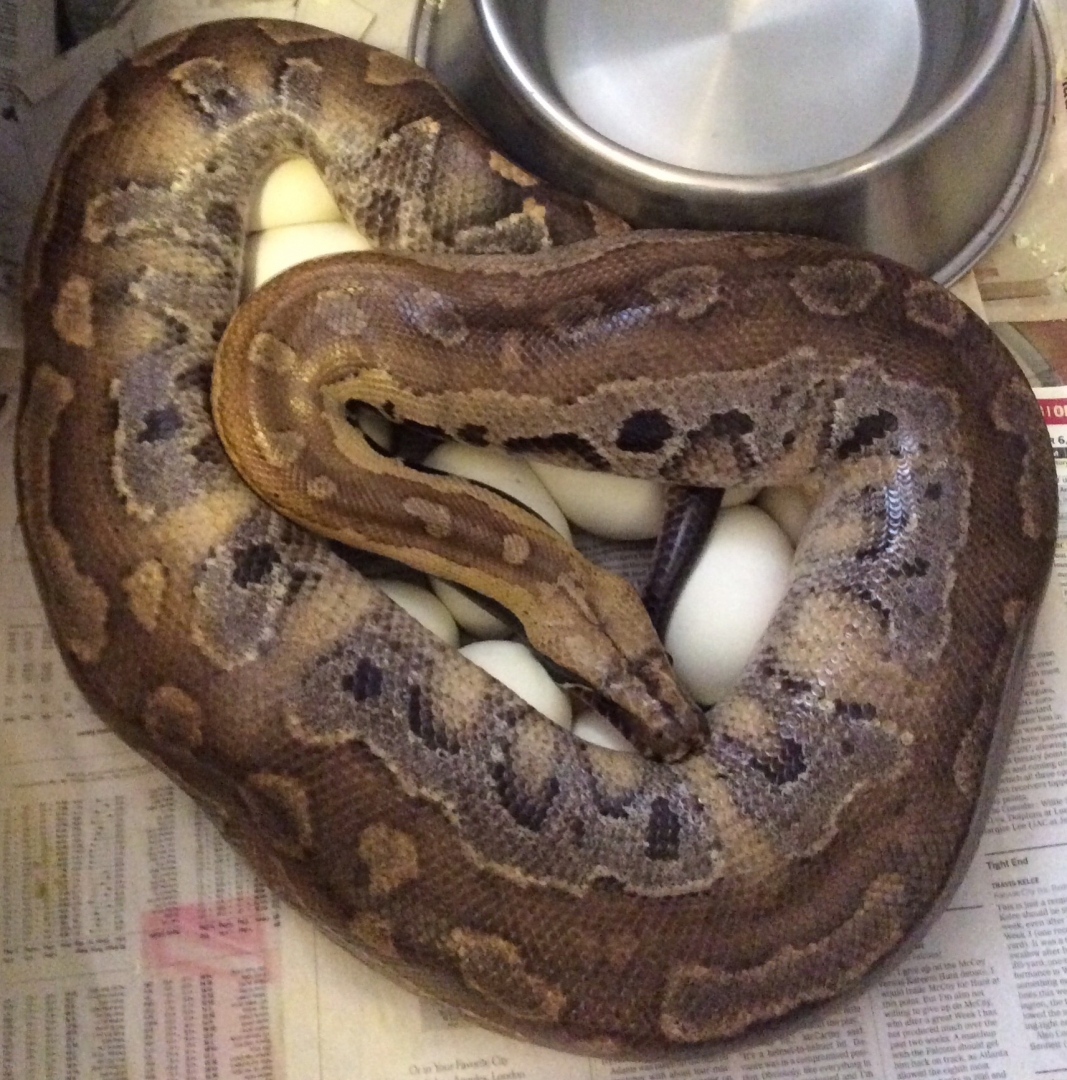 Blood pythons