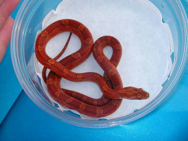 bloodred
