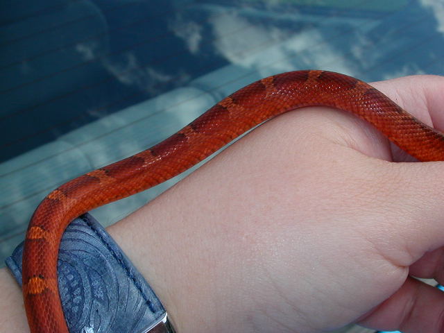 bloodred