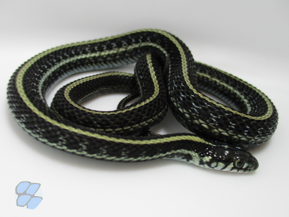 Blue axanthic T. radix