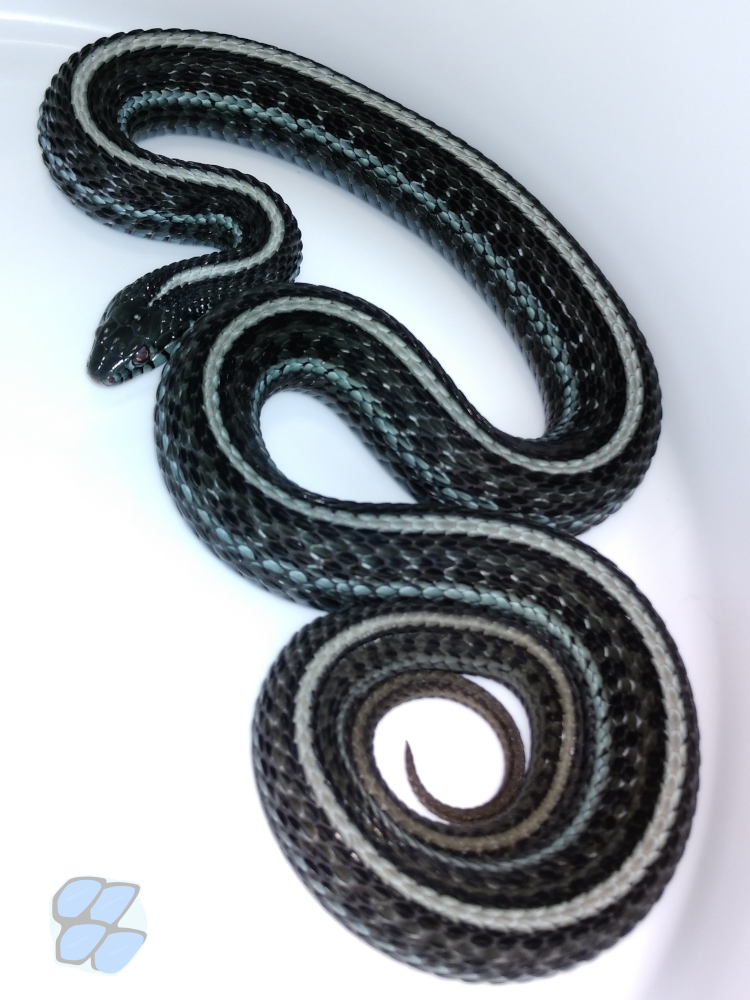 Blue axanthic T. radix