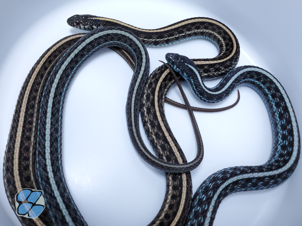 Blue axanthic T. radix