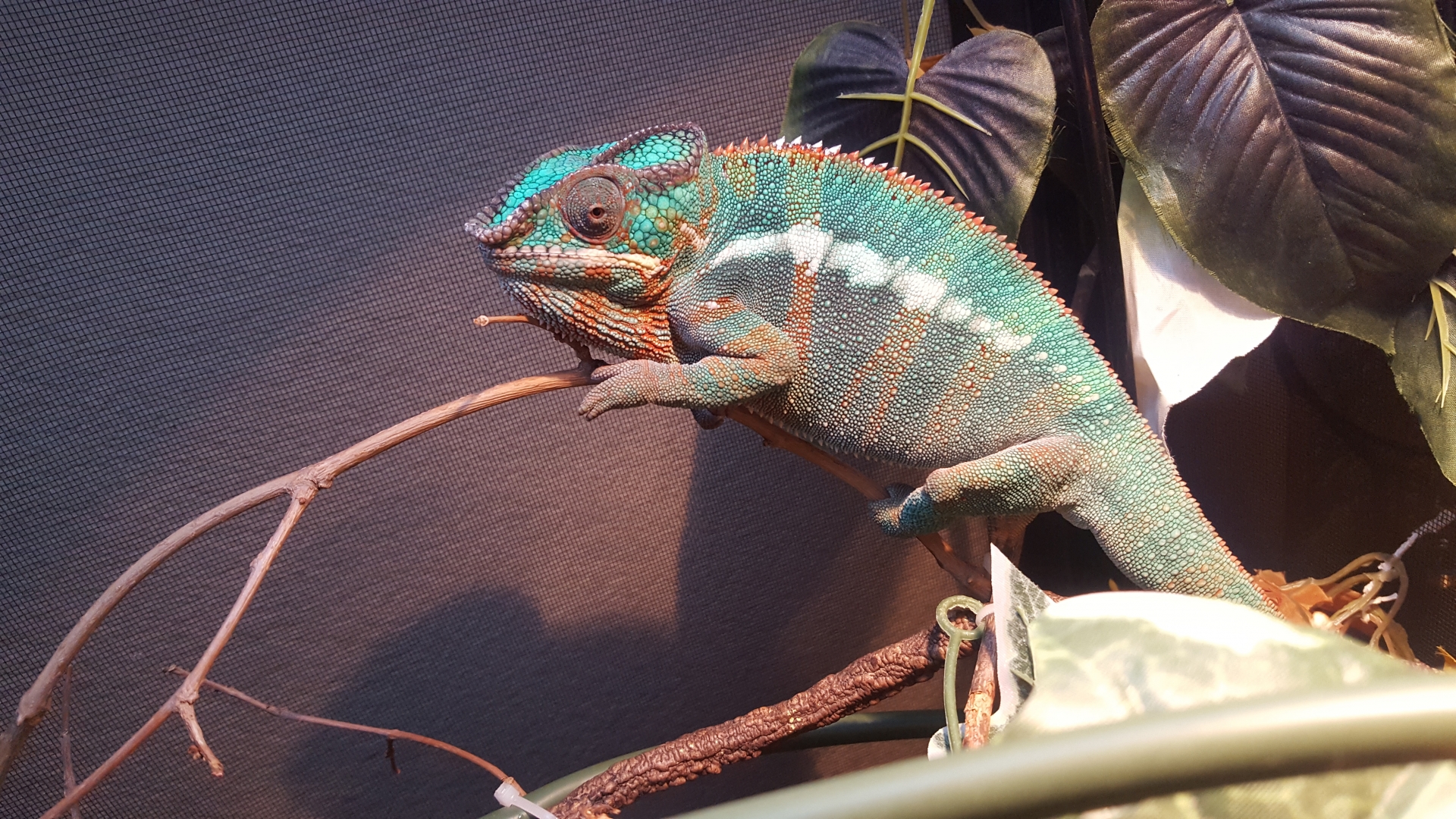 Blue bar sire panther chameleons 2 mo y