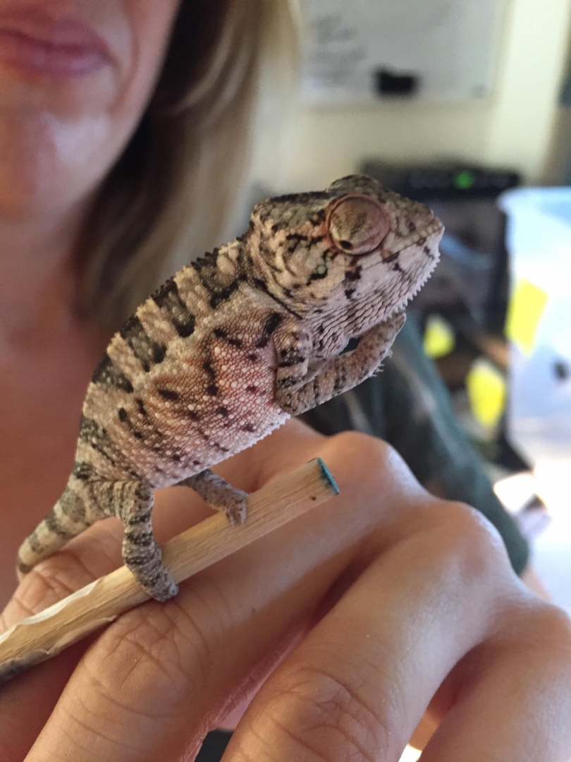 Blue bar sire panther chameleons 2 mo y