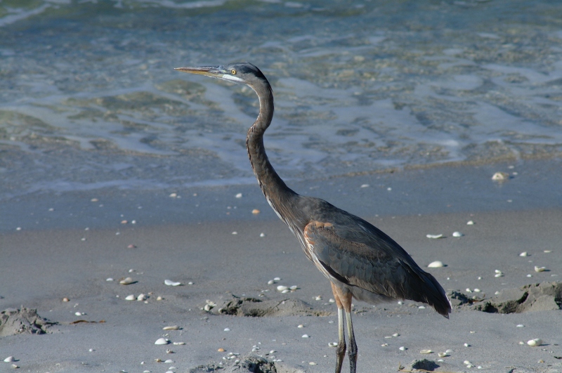 Blue heron on Englewood Beach, Florida