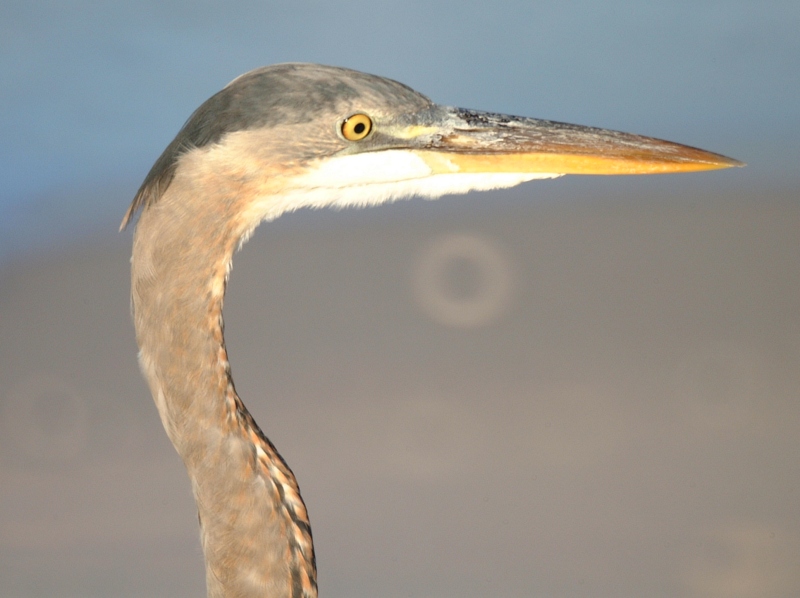 Blue heron on Englewood Beach, Florida