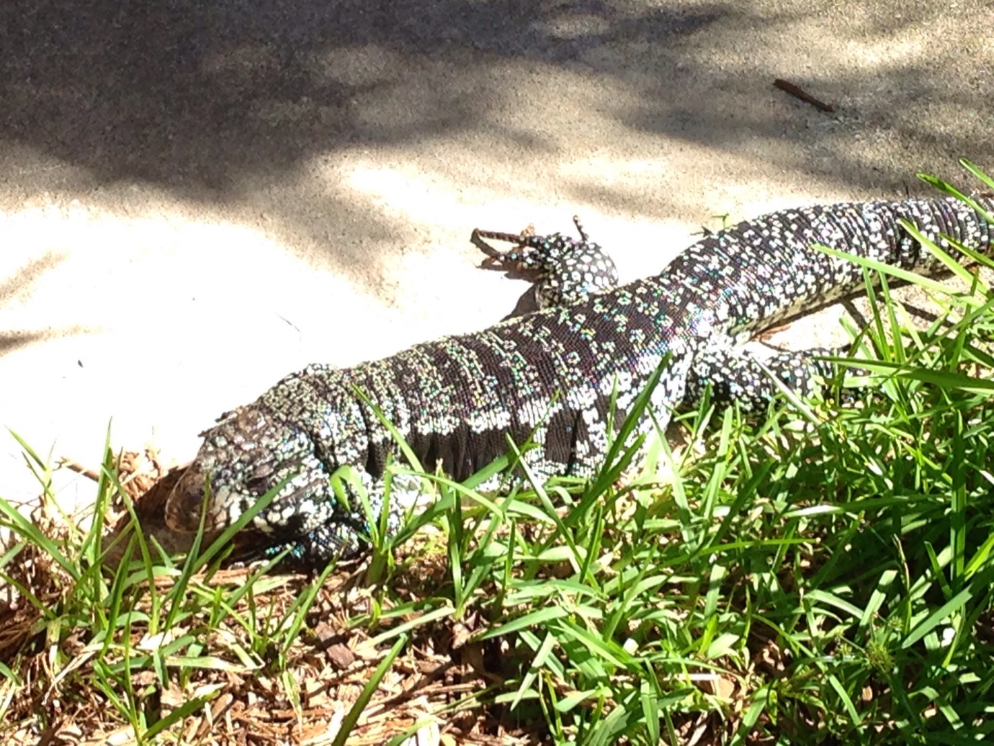 Blue Tegu