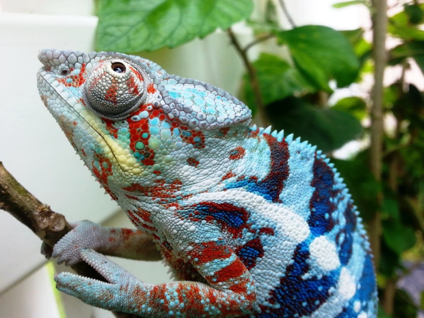 Blue Tiger
