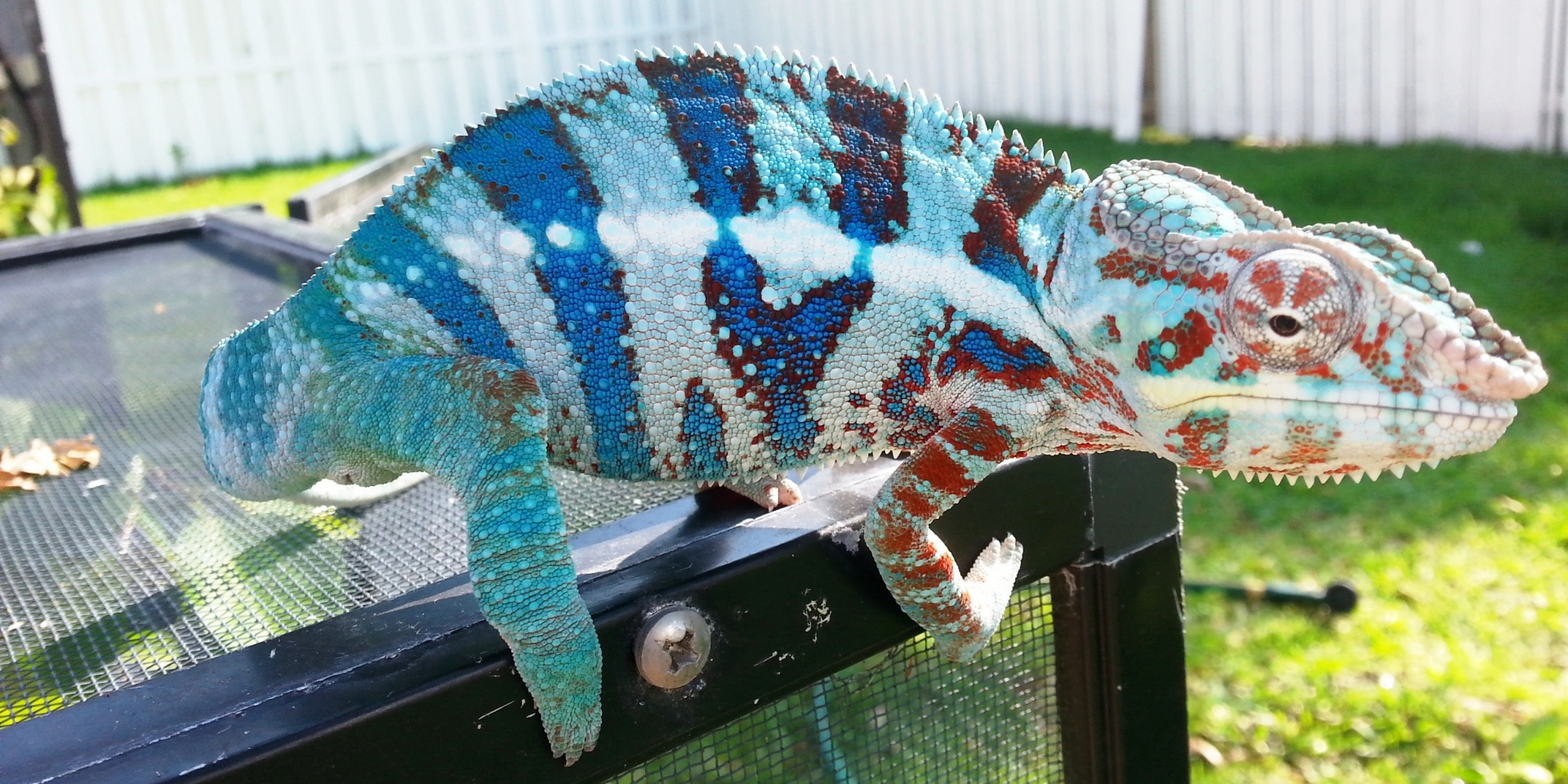 Blue Tiger
