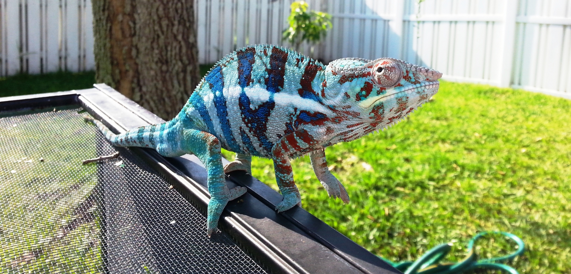 Blue Tiger