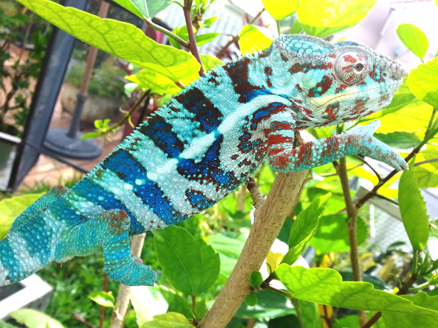 Blue Tiger