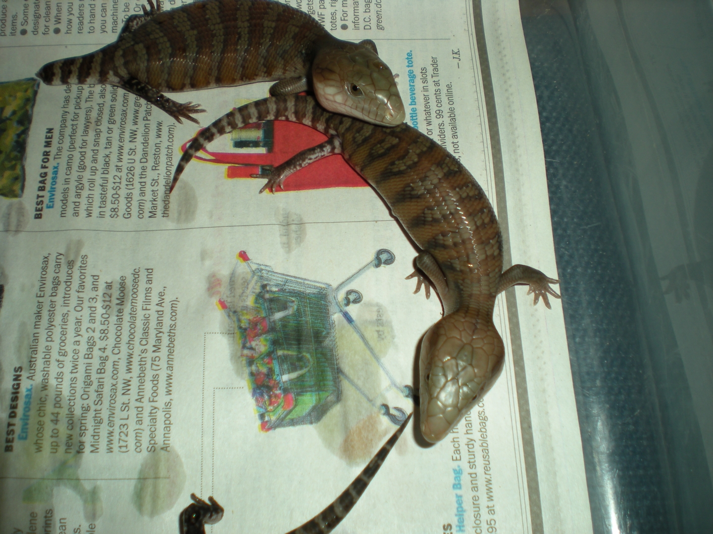 blue tongue babies 2010