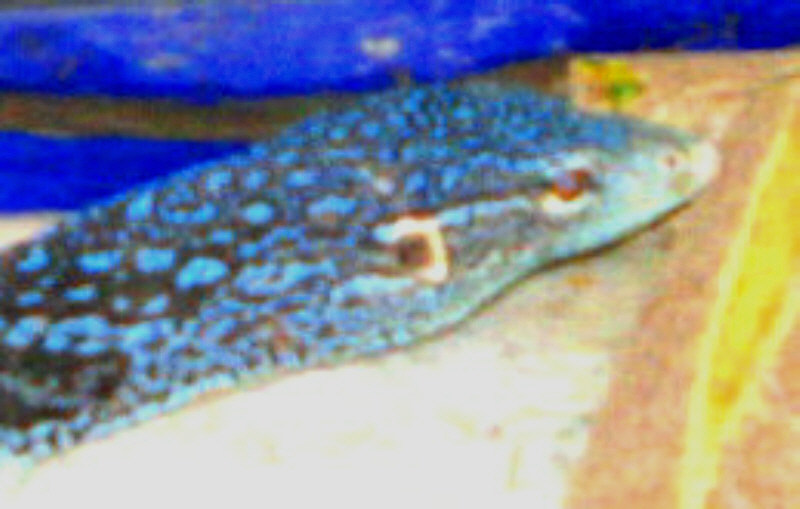 Blue Tree Monitor