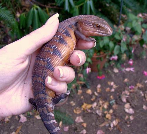 Blue_Tongue_2