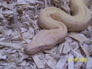 boas001_resized