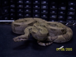 boas007_resized